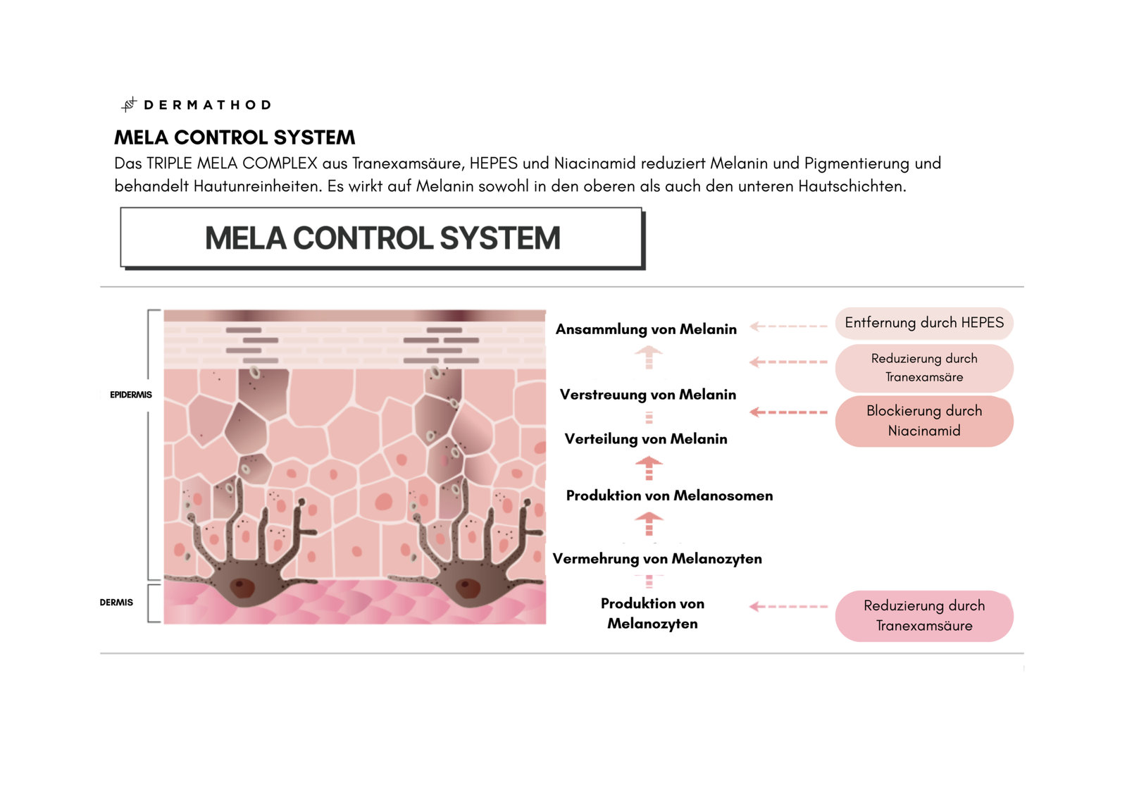 Diagramm des MELA Control Systems zur Reduktion von Hyperpigmentierung durch Tranexamsäure, HEPES und Niacinamid in Epidermis und Dermis.